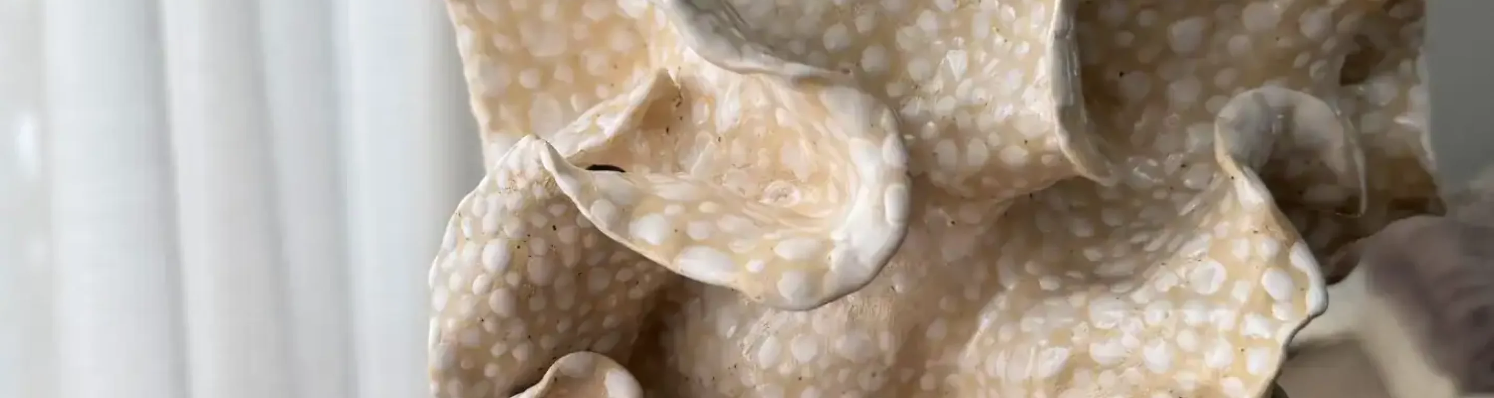 vaza ranku darbo organic